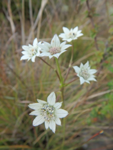 Alepidea longifolia (Kalmus) — photo