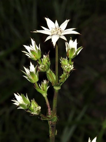 Alepidea peduncularis