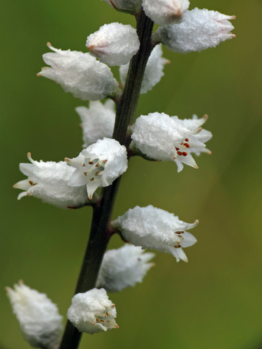 Aletris farinosa (Unicorn root) — photo