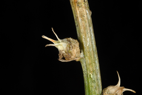 Aletris farinosa (Unicorn root) — photo