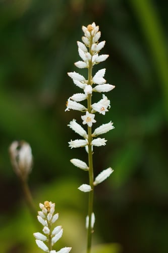 Nartheciaceae