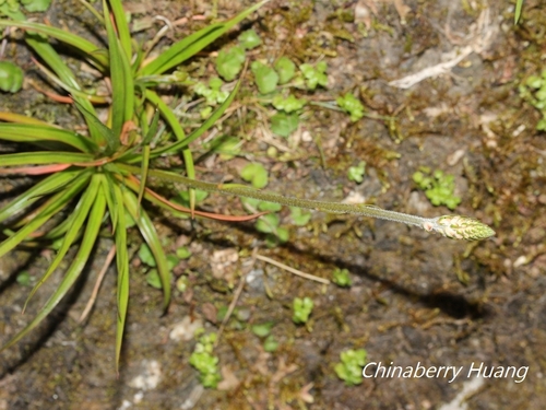 Aletris spicata (Narrow-leaf Plantain-lily) — photo
