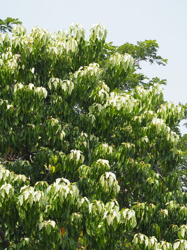 Aleurites moluccanus (Candle nut) — photo