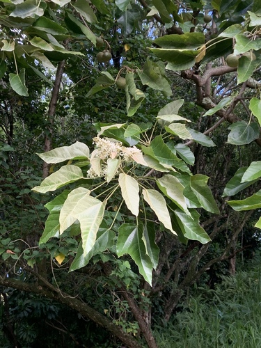 Aleurites moluccanus (Candle nut) — photo