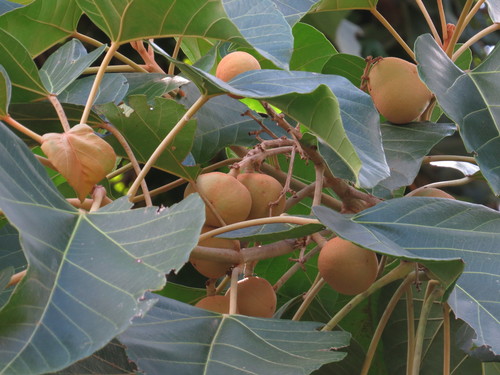Aleurites rockinghamensis (Candlenut siris) — photo