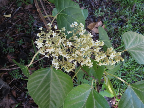 Aleurites rockinghamensis
