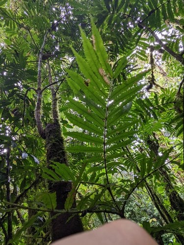 Alfaroa costaricensis (Costa Rica alfaroa) — photo