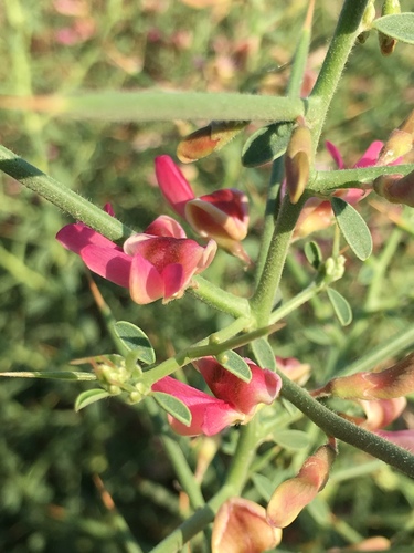 Alhagi graecorum (Camelthorn) — photo