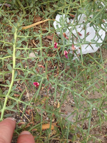 Alhagi graecorum (Camelthorn) — photo