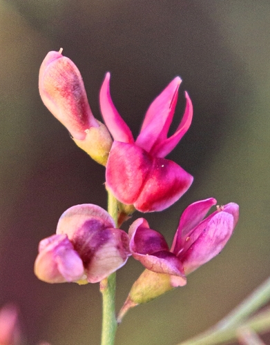Alhagi maurorum (Camel thorn) — photo
