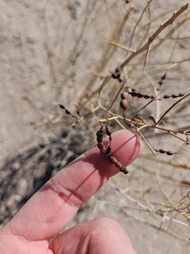 Alhagi maurorum (Camel thorn) — photo