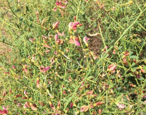 Alhagi maurorum