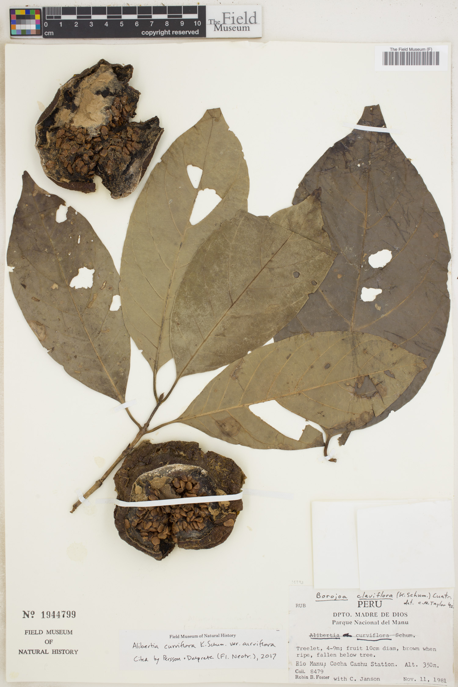 Alibertia curviflora (Curved flower alibertia) — photo