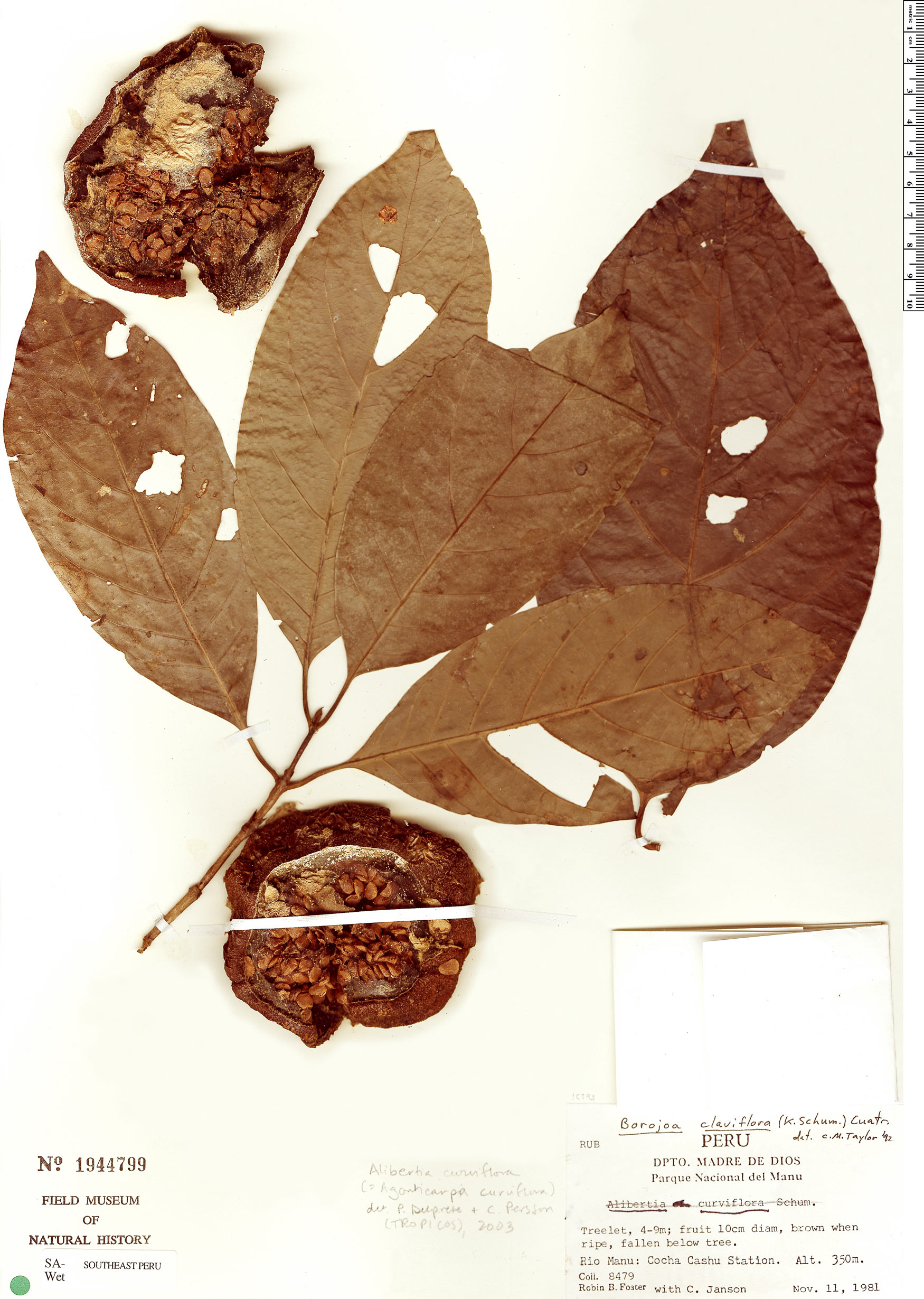 Alibertia curviflora (Curved flower alibertia) — photo