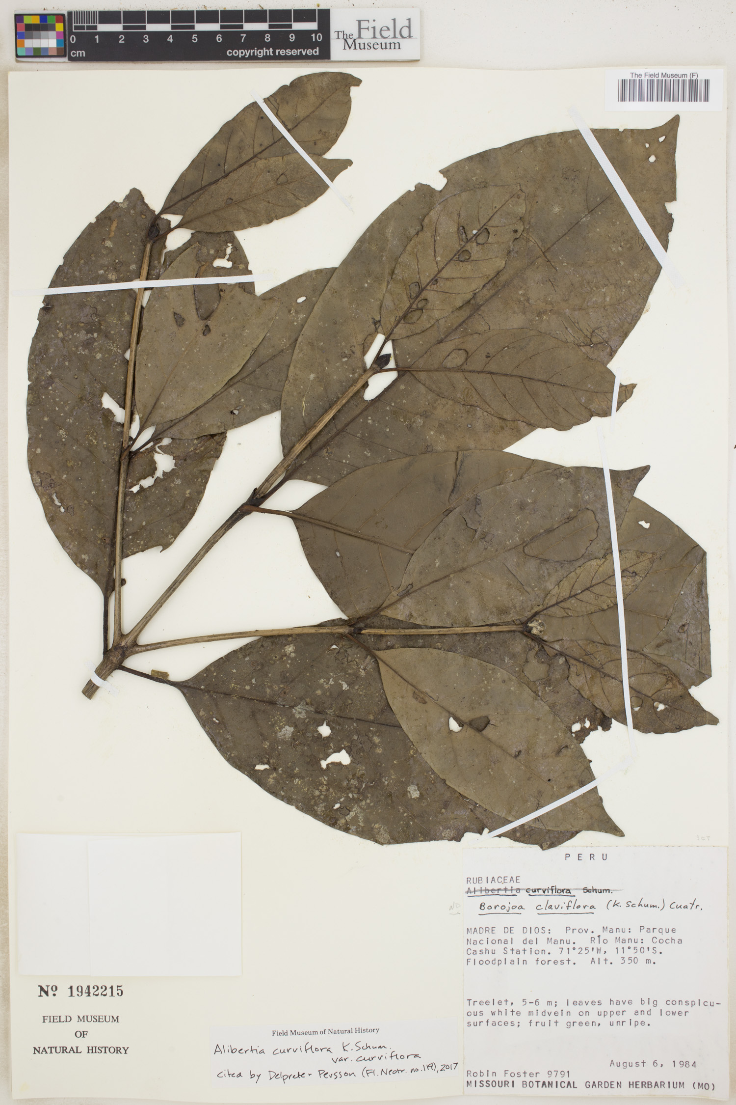 Alibertia curviflora