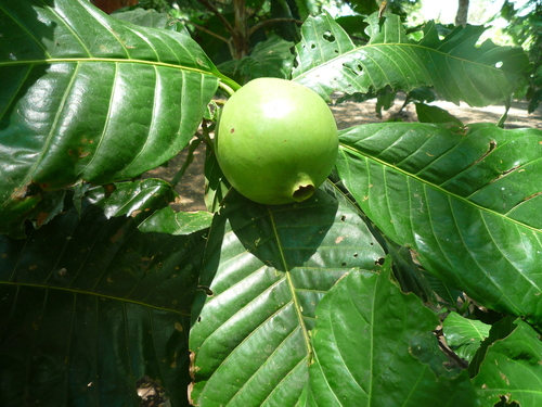 Alibertia patinoi