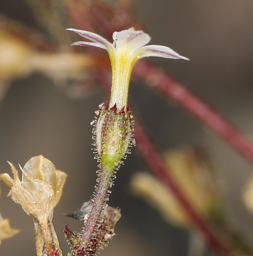 Aliciella leptomeria (Great Basin gilia) — photo