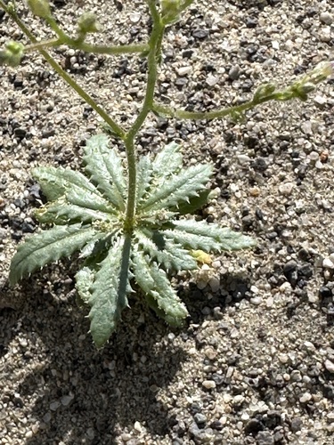 Aliciella leptomeria (Great Basin gilia) — photo