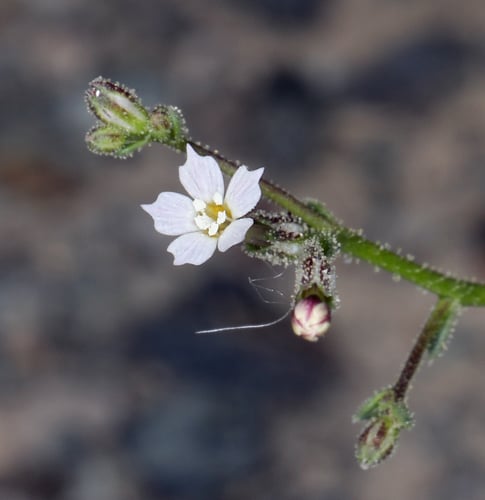 Aliciella leptomeria