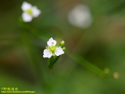 Alisma canaliculatum — photo