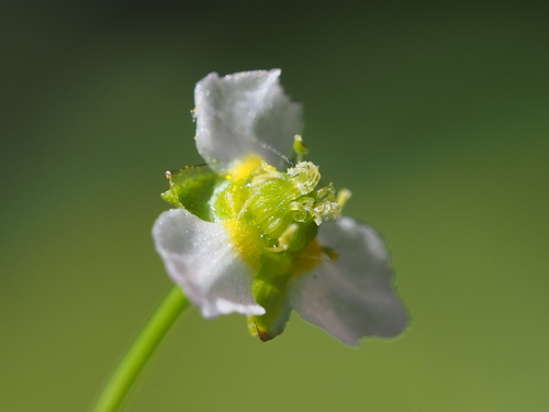 Alismataceae