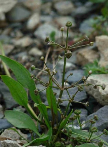 Alisma gramineum (Water plantain) — photo