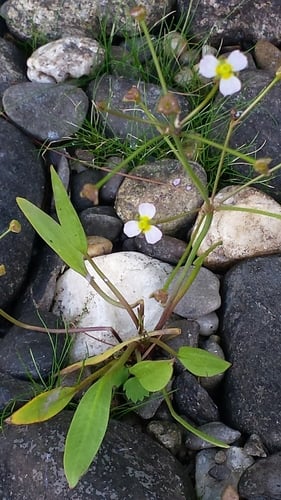 Alisma gramineum (Water plantain) — photo