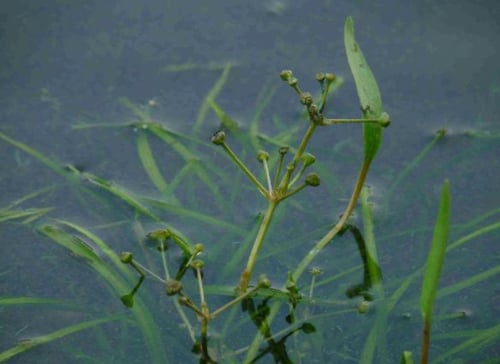 Alisma gramineum