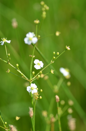 Alisma plantago-aquatica (Water Plantain) — photo