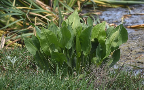Alisma plantago-aquatica (Water Plantain) — photo