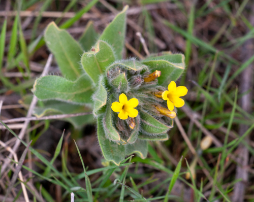 Alkanna froedinii