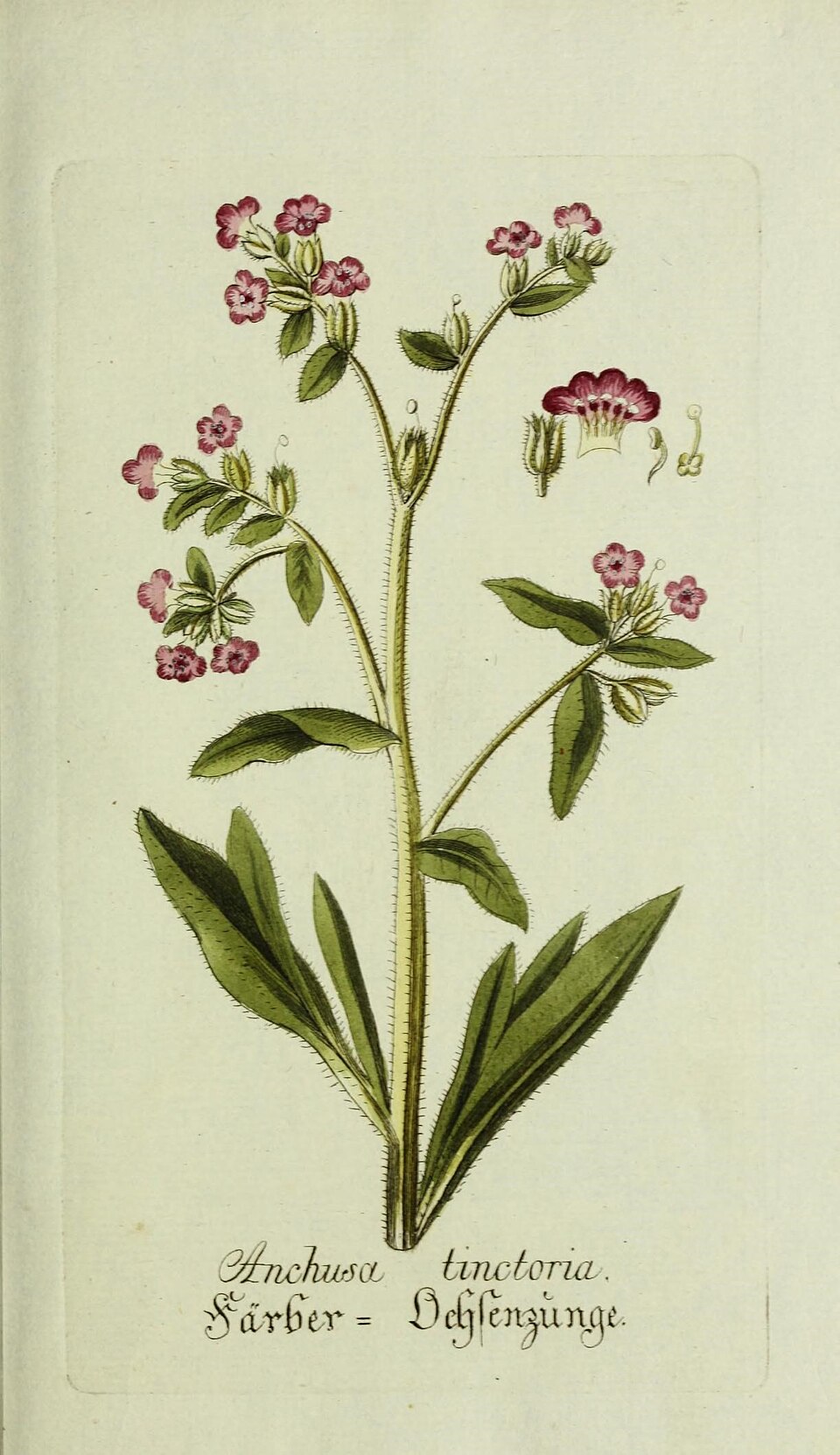Alkanna lehmannii (Alkanet) — photo