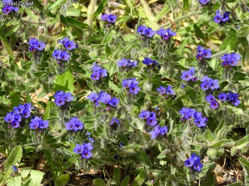 Alkanna tinctoria (Alkanna) — photo