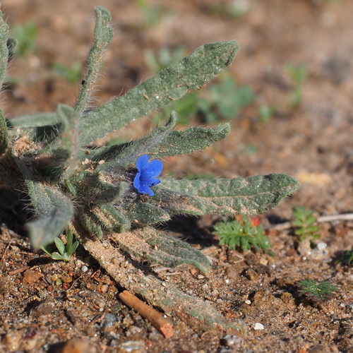 Alkanna tinctoria (Alkanna) — photo