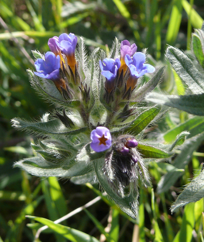 Alkanna tinctoria