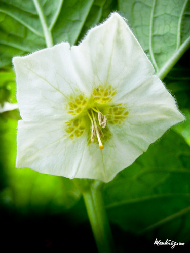 Alkekengi officinarum (Winter cherry) — photo