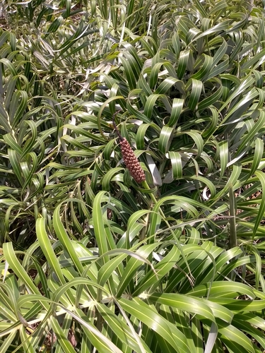 Allagoptera arenaria (Cacando) — photo
