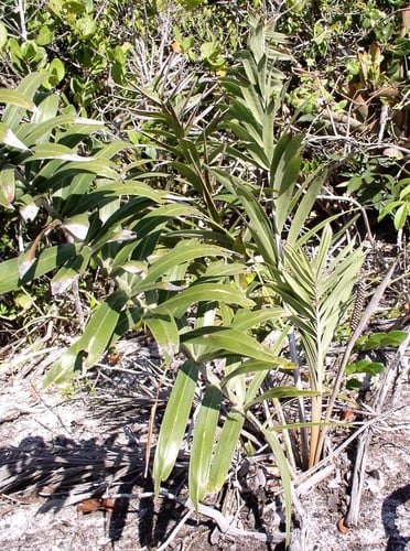 Allagoptera brevicalyx