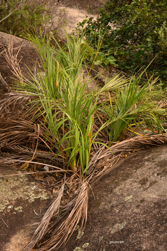 Allagoptera campestris (Buri palm) — photo