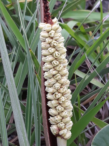 Allagoptera campestris (Buri palm) — photo