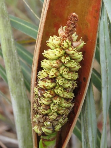 Allagoptera campestris