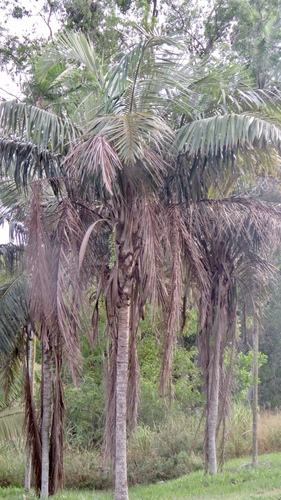 Allagoptera caudescens (Buri palm) — photo