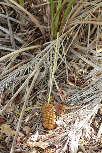 Allagoptera leucocalyx (Buri) — photo