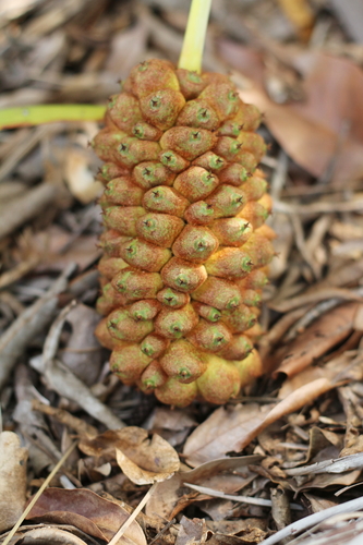 Allagoptera leucocalyx (Buri) — photo