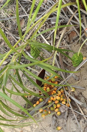 Allagoptera leucocalyx
