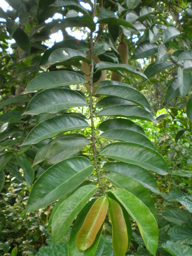 Allanblackia floribunda (Tallow tree) — photo