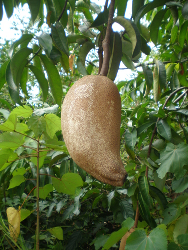 Clusiaceae