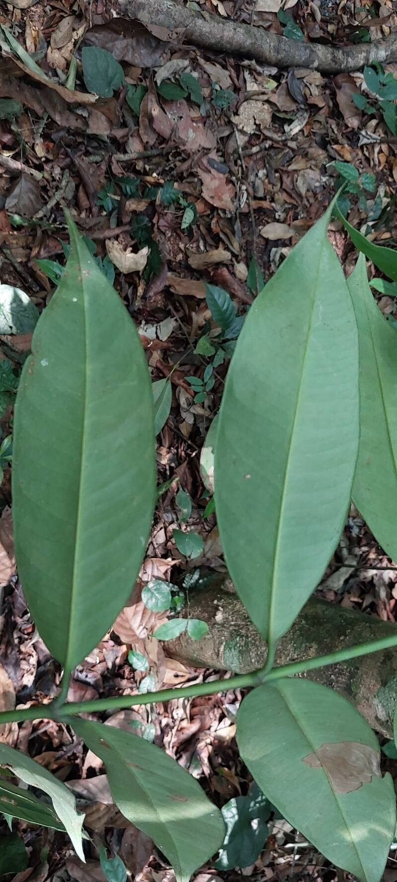 Allanblackia oleifera (Kagne butter) — photo