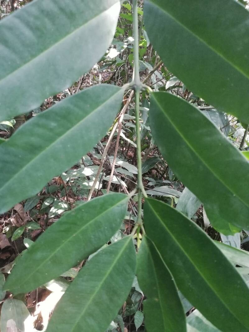 Allanblackia oleifera (Kagne butter) — photo