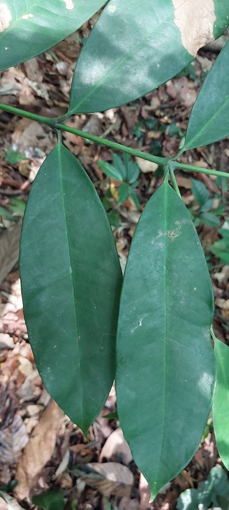Allanblackia oleifera